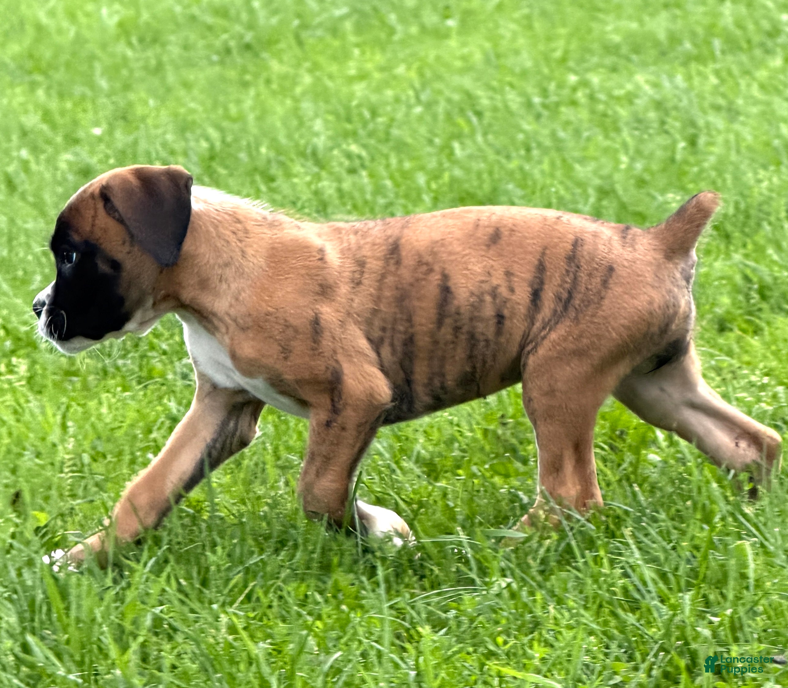 Boxer dogs RUBY-AKC-Euro lines  - Ad 1