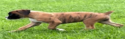 Boxer dogs for sale: RUBY-AKC-Euro lines  - Ad 2