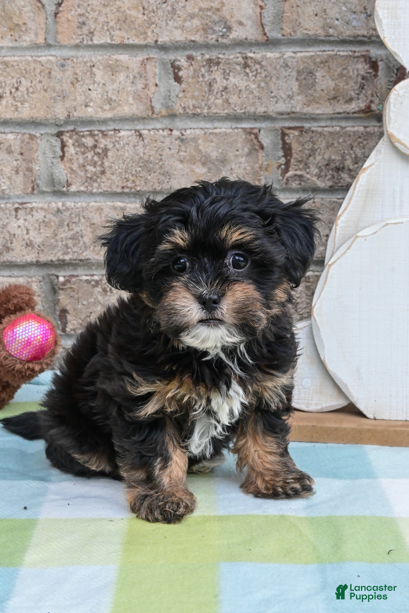 Havapoo dogs Havapoo Tommy - Ad 1