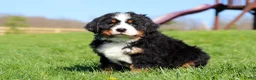 Bernese Mountain Dog dogs for sale: Crooked Jim - Ad 8