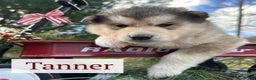 Alaskan Malamute dogs for sale: Tanner - Ad 2