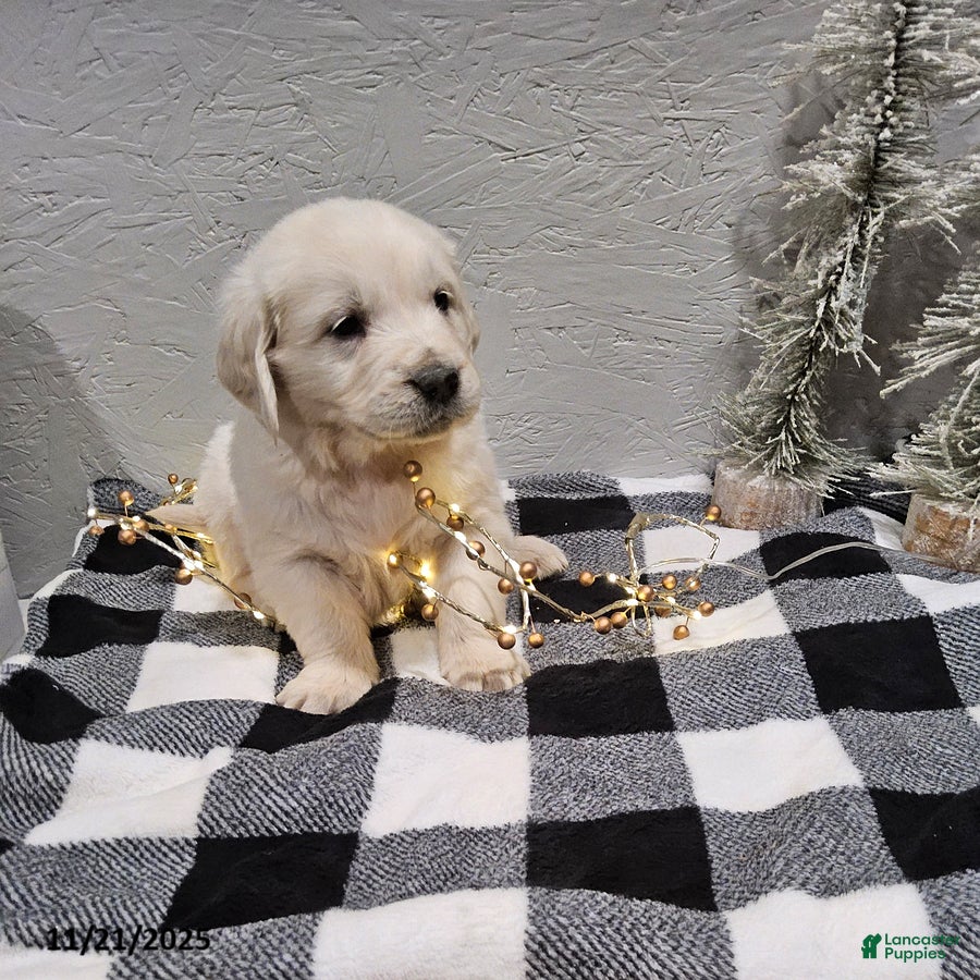 Golden Retriever dogs Echo - Ad 34