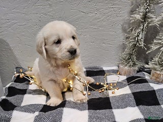 Golden Retriever dogs Echo - Ad 23