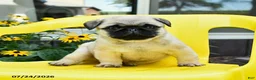 Pug dogs for sale: Spud  - Ad 3