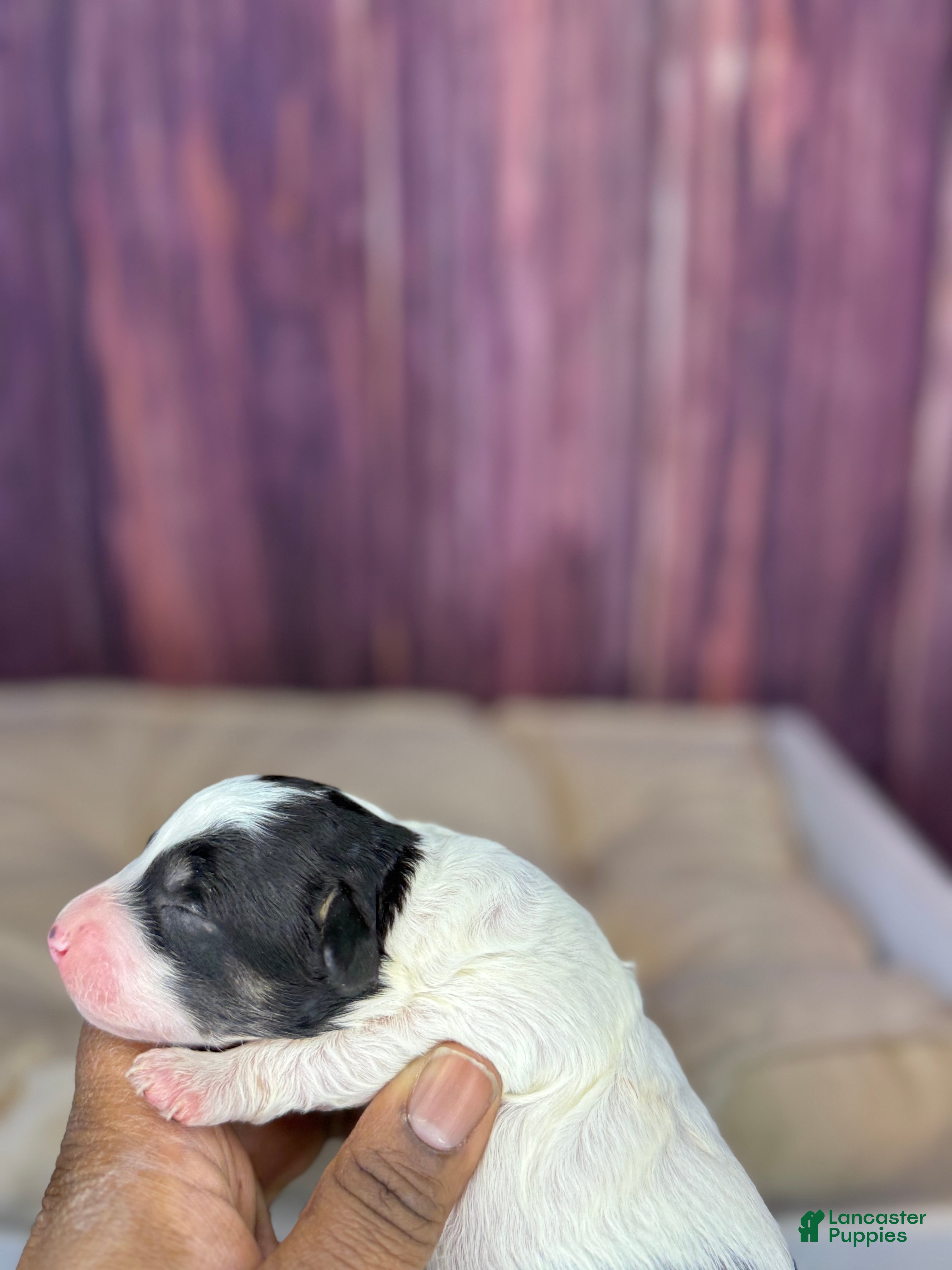 Maltipoo dogs Sassy - Ad 2