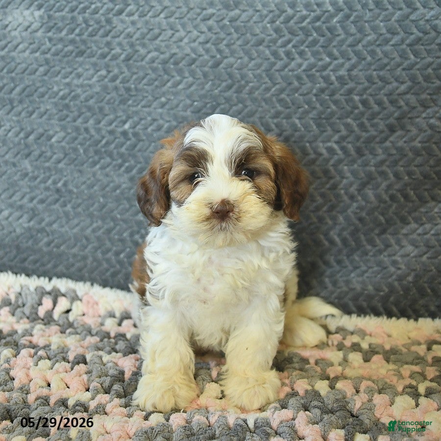 Maltipoo dogs Lindsey  - Ad 1
