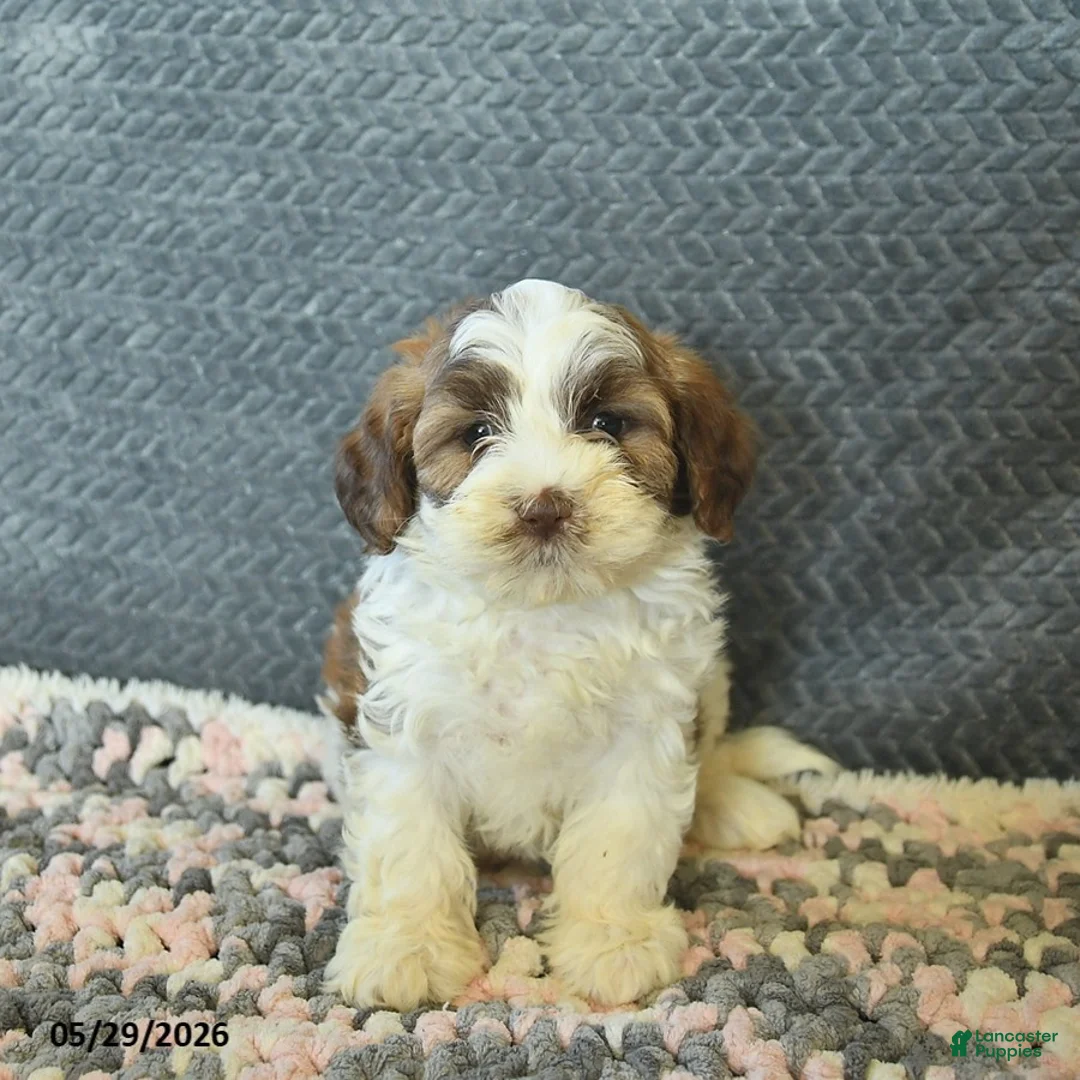 Maltipoo dogs for sale: Lindsey  - Ad 1
