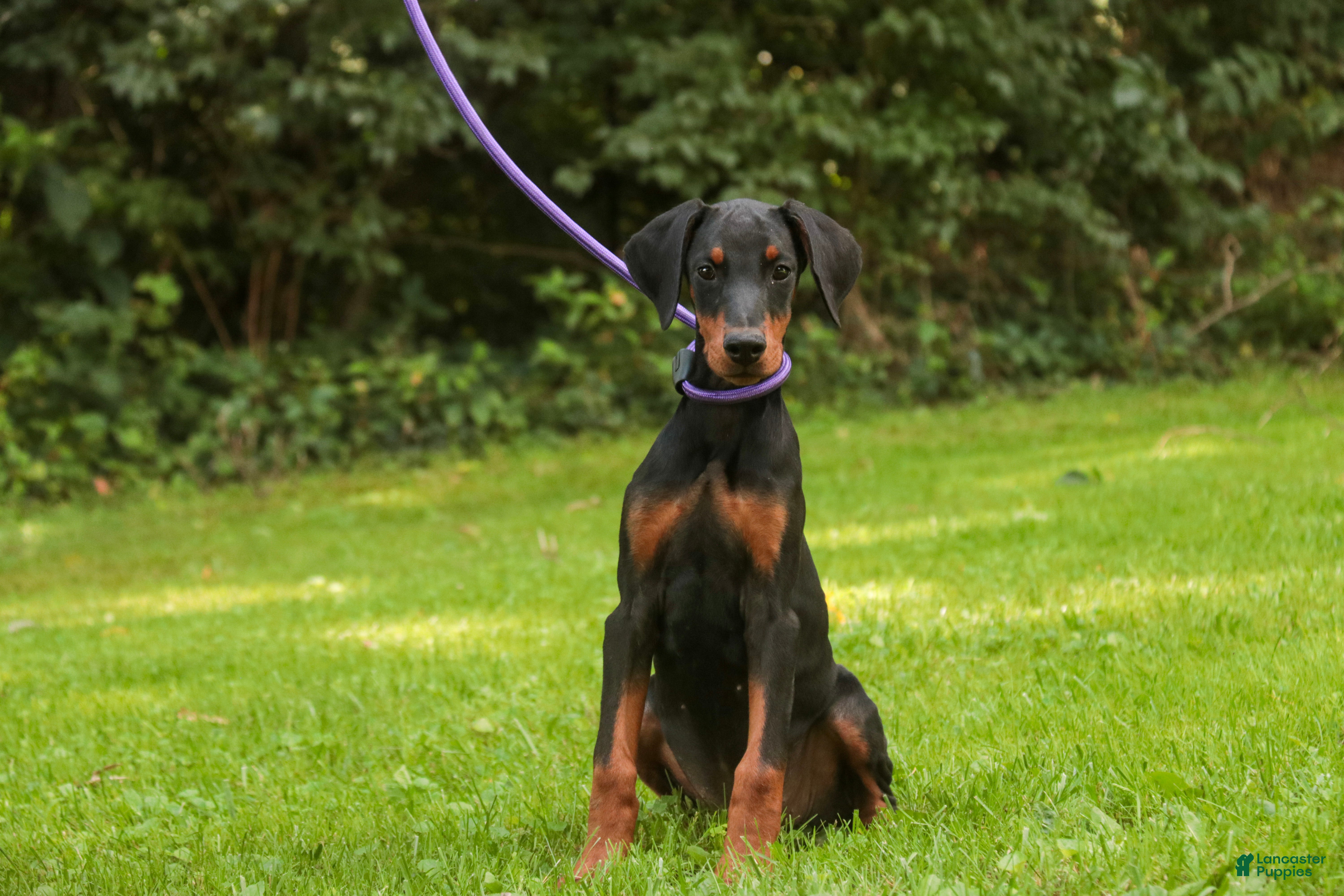 Doberman Pinscher dogs Elowen - Ad 2