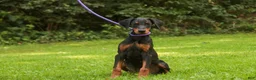 Doberman Pinscher dogs for sale: Elowen - Ad 2