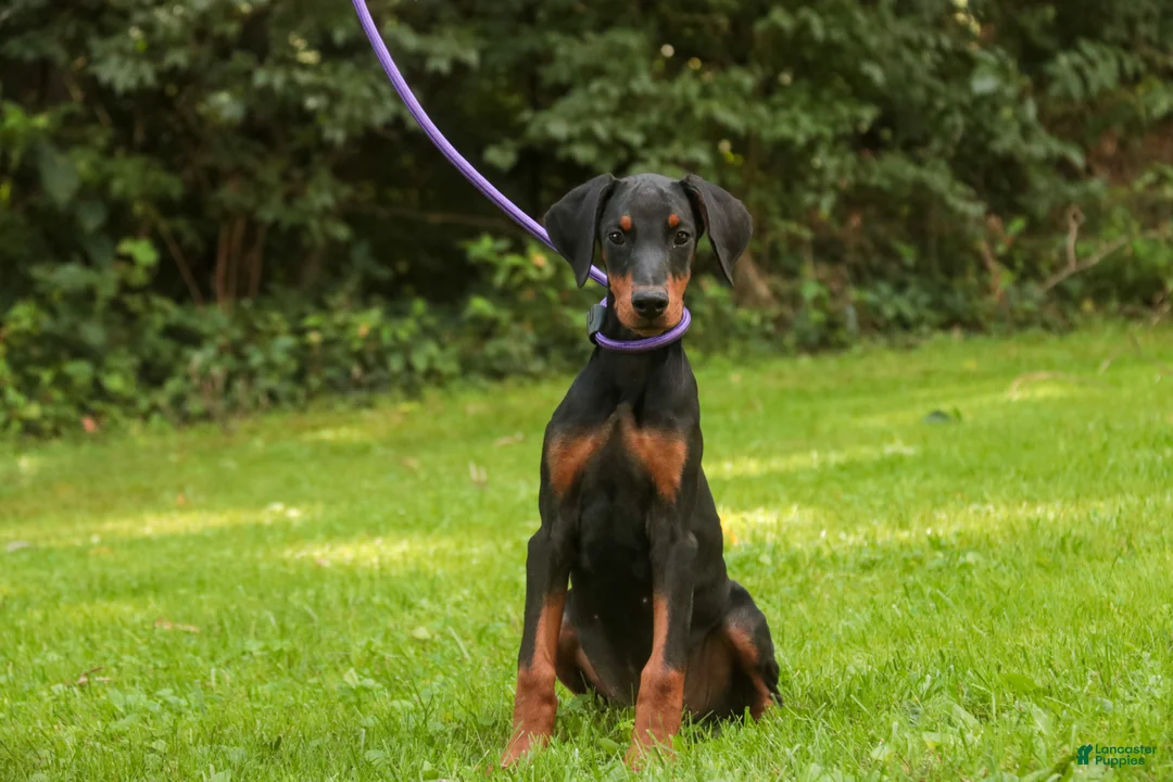 Doberman Pinscher dogs for sale: Elowen - Ad 2