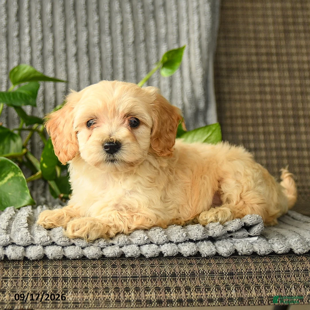 Bichpoo dogs for sale: Chris - Ad 3