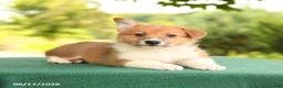 Welsh Corgi Pembroke dogs for sale: Jesse - Ad 3