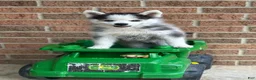 Pomsky dogs for sale: Scout - Ad 10