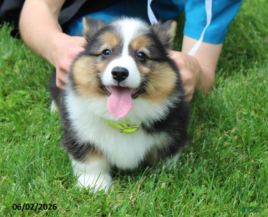 Welsh Corgi Pembroke dogs for sale: Doyle - Ad 6