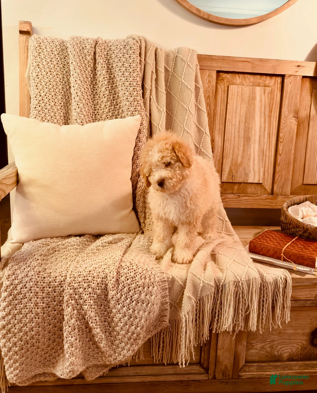 Bernedoodle dogs for sale: Eddison, a Handsome Blue-Eyed Boy - Ad 4