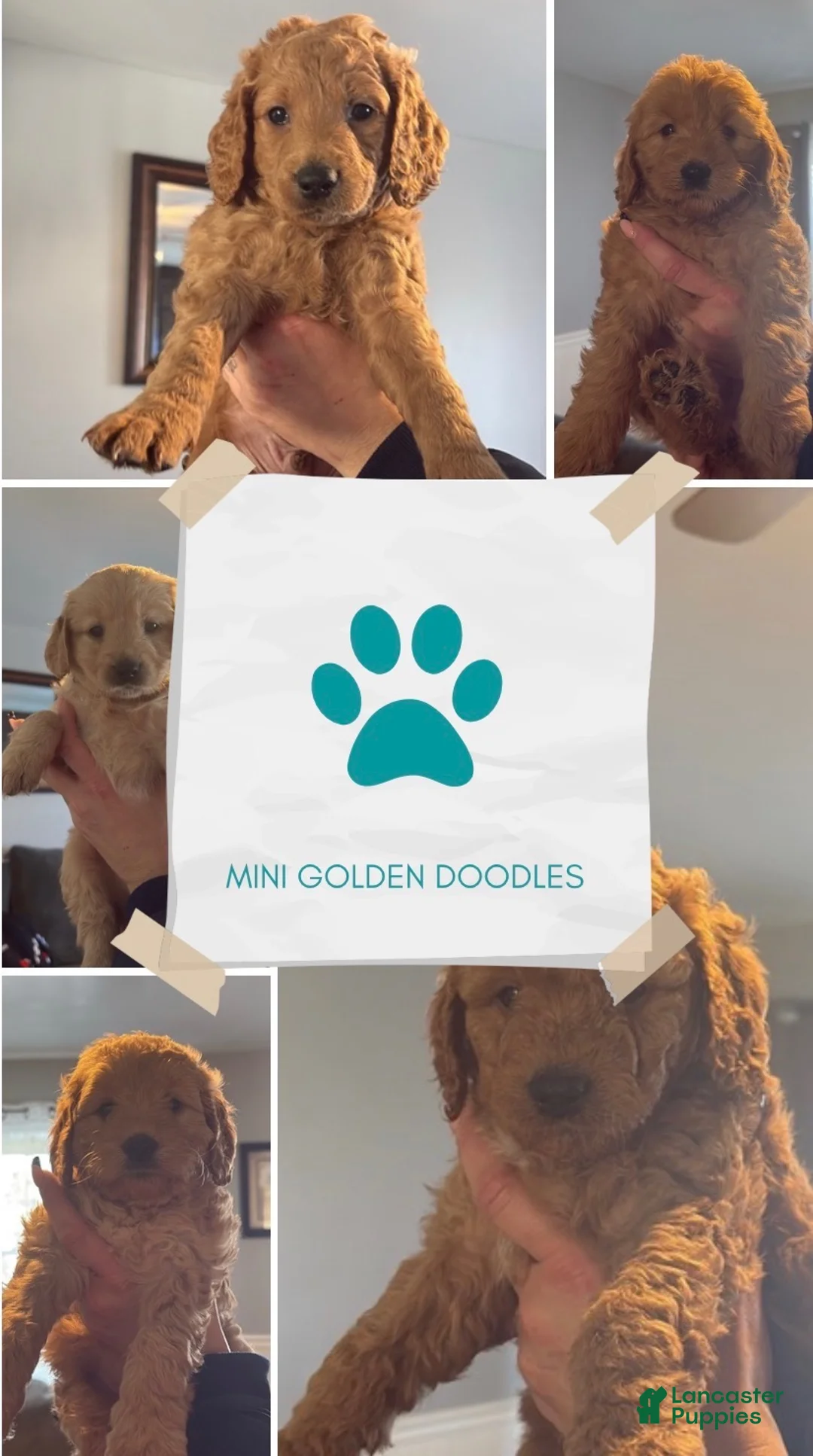 Mini Goldendoodle dogs for sale: Mini Goldendoodle Puppy 6 - Ad 3