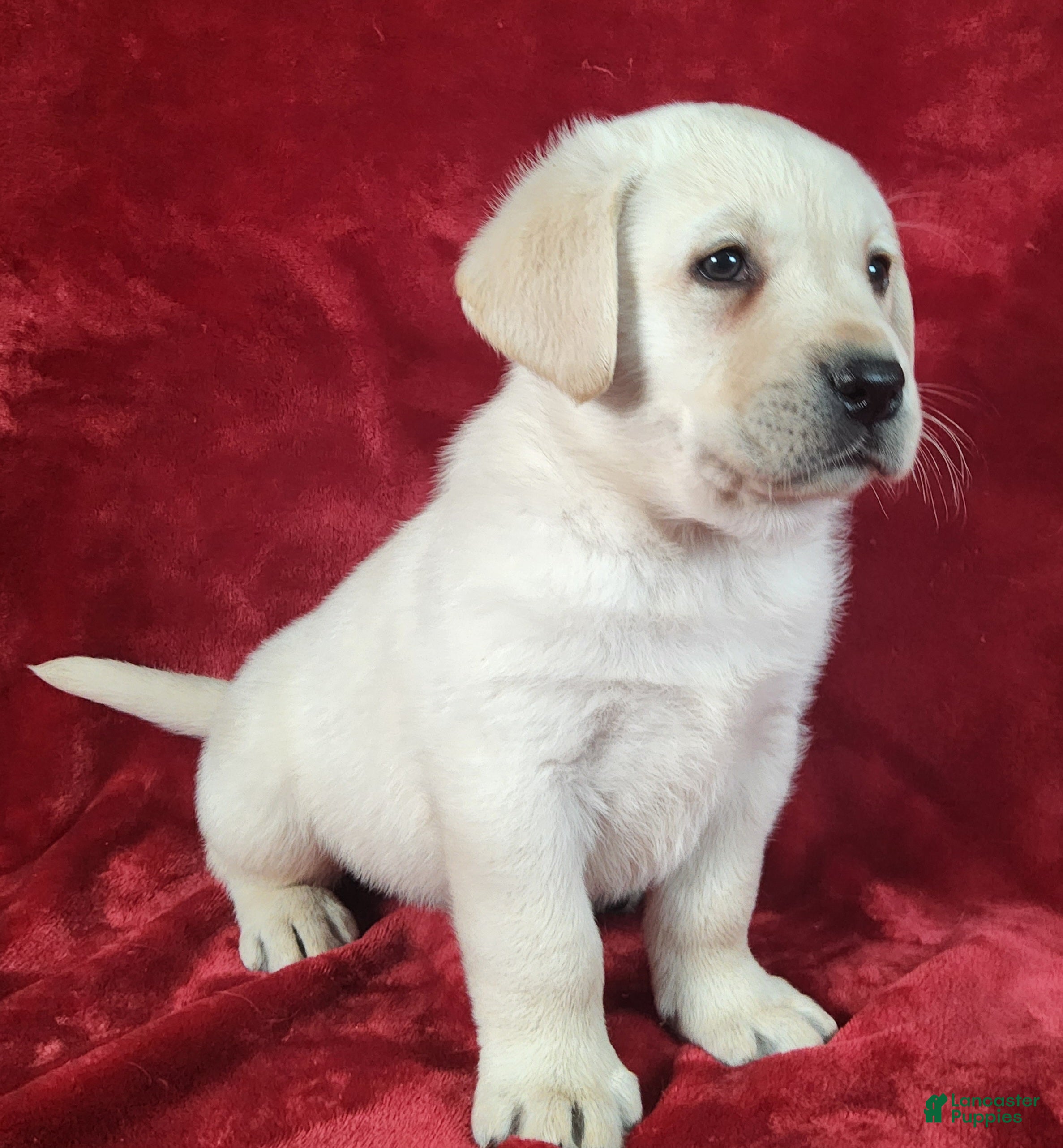 Labrador Retriever dogs Quincy - Ad 2