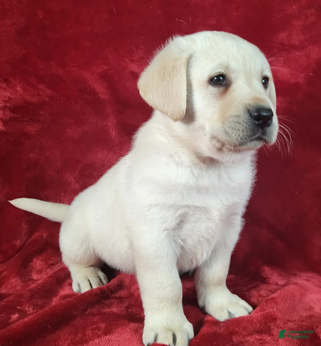 Labrador Retriever dogs for sale: Quincy - Ad 2