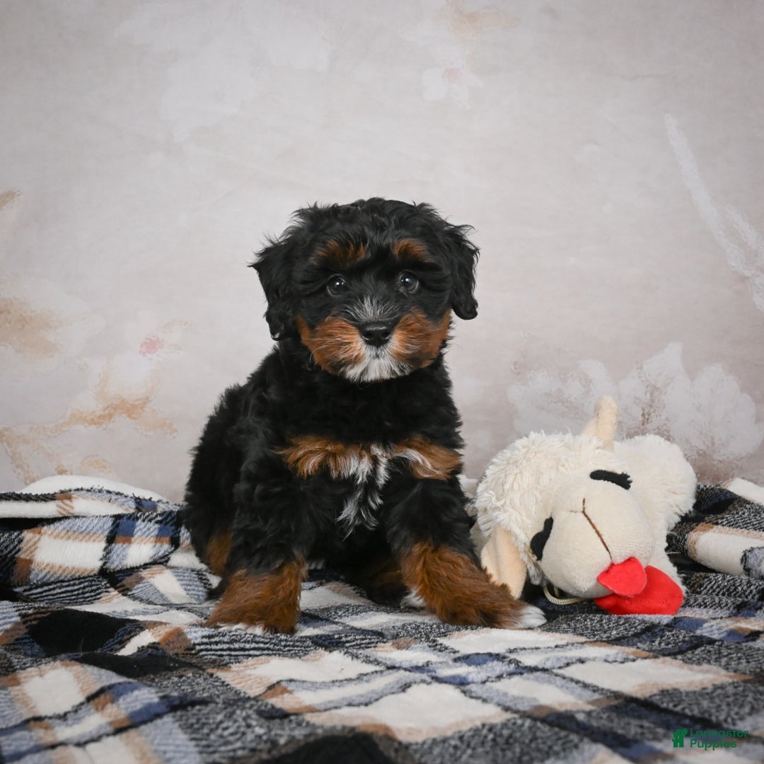 Bernedoodle dogs for sale: Kobe - Ad 3