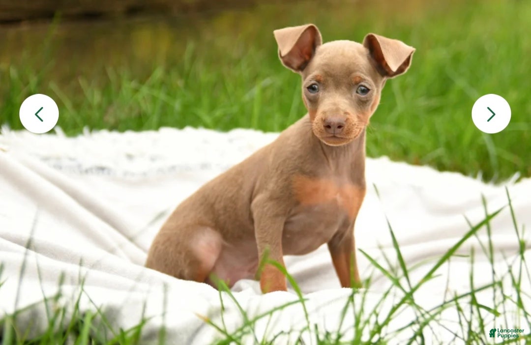 Miniature Pinscher dogs for sale: Miniature Pinscher Puppy 1 - Ad 1