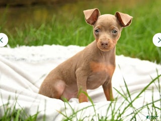 Miniature Pinscher dogs Miniature Pinscher Puppy 1 - Ad 33