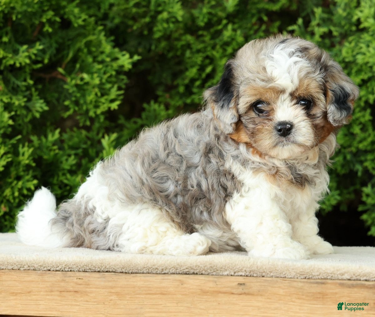 Mixed Breed dogs for sale: Finn - Ad 7