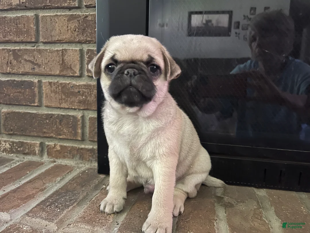 Pug dogs for sale: Marlan - Ad 2