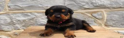 Rottweiler dogs for sale: Brya - Ad 2