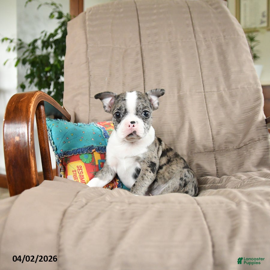 Boston Terrier dogs Waldo - Ad 2