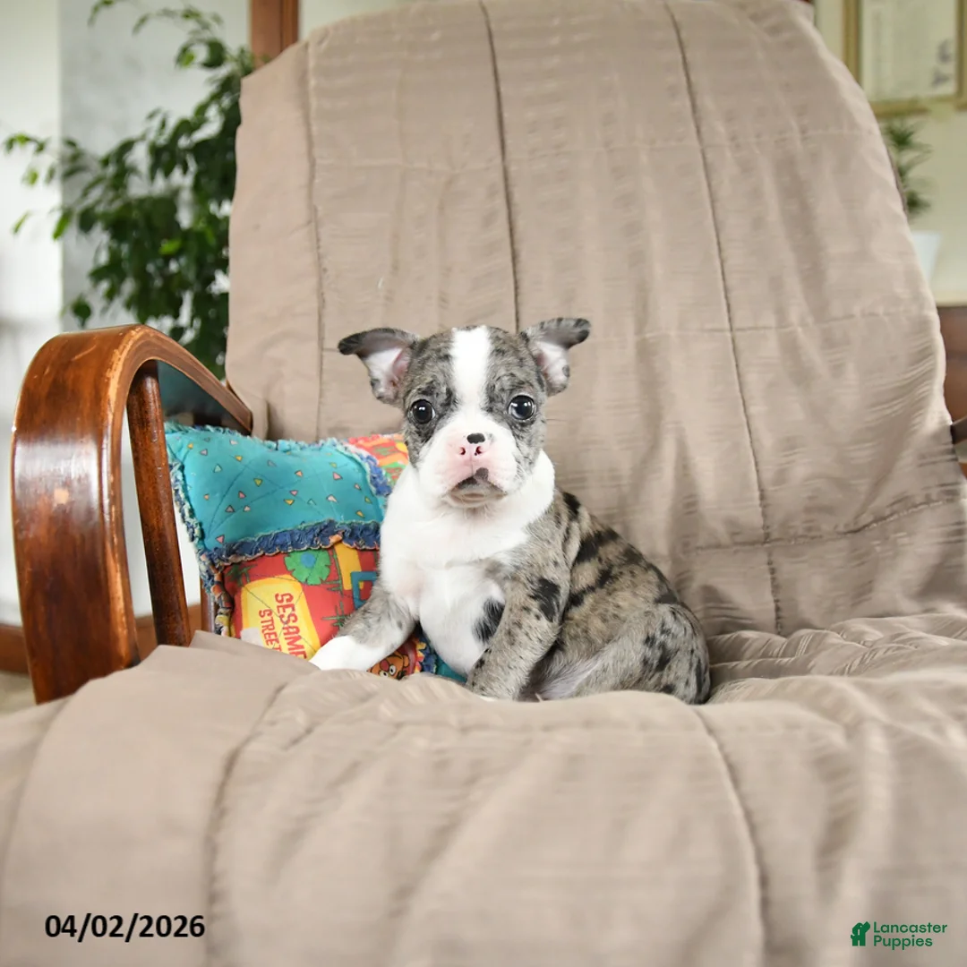 Boston Terrier dogs for sale: Waldo - Ad 2