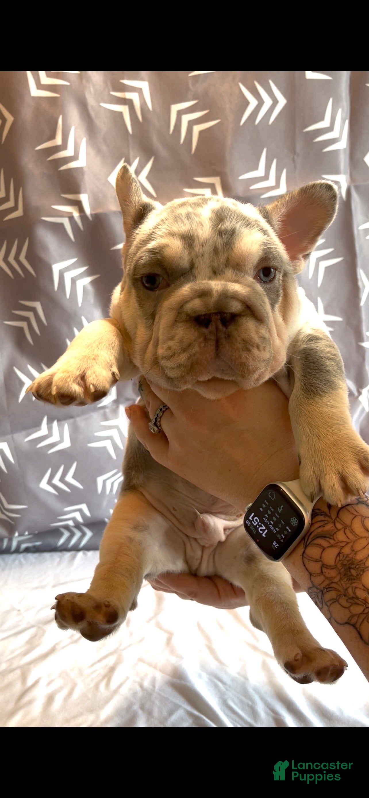 French Bulldog dogs for sale: French Bulldog Puppy 1 - Ad 1