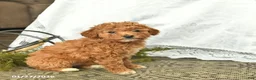 Miniature Poodle dogs for sale: Callie  - Ad 4