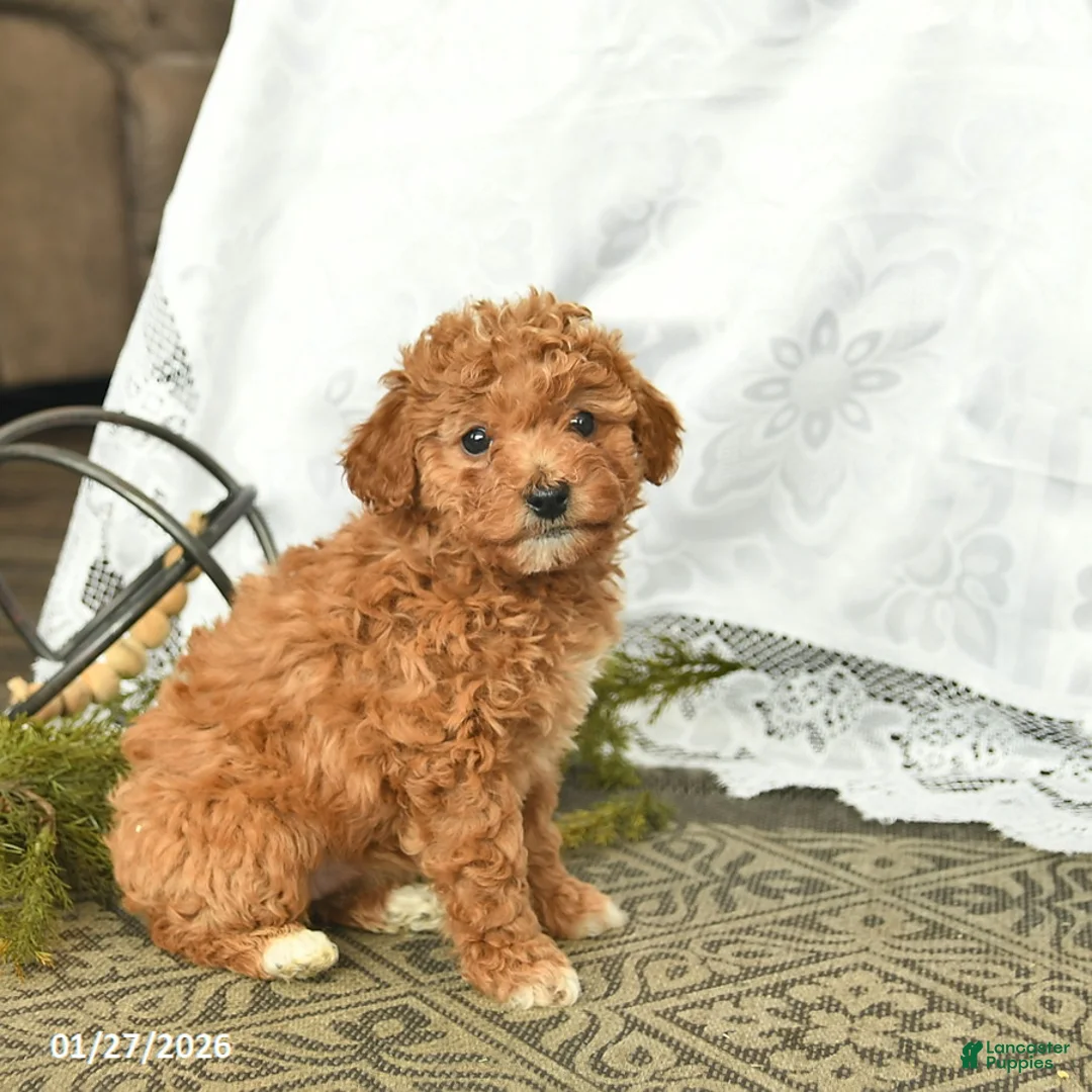 Miniature Poodle dogs for sale: Callie  - Ad 4