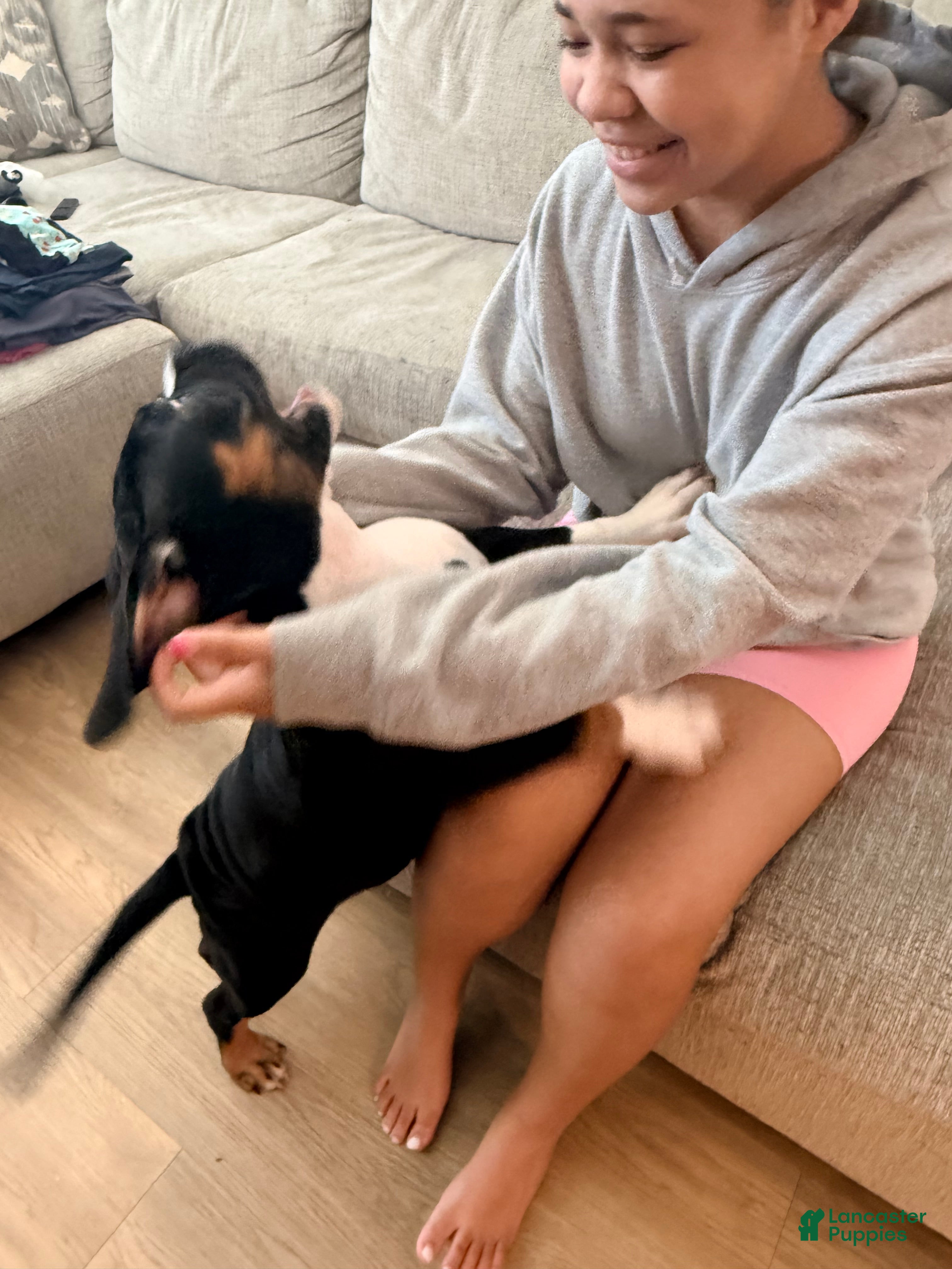 American Bully dogs for sale: Tuxedo  - Ad 14