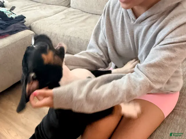 American Bully dogs for sale: Tuxedo - Ad 14