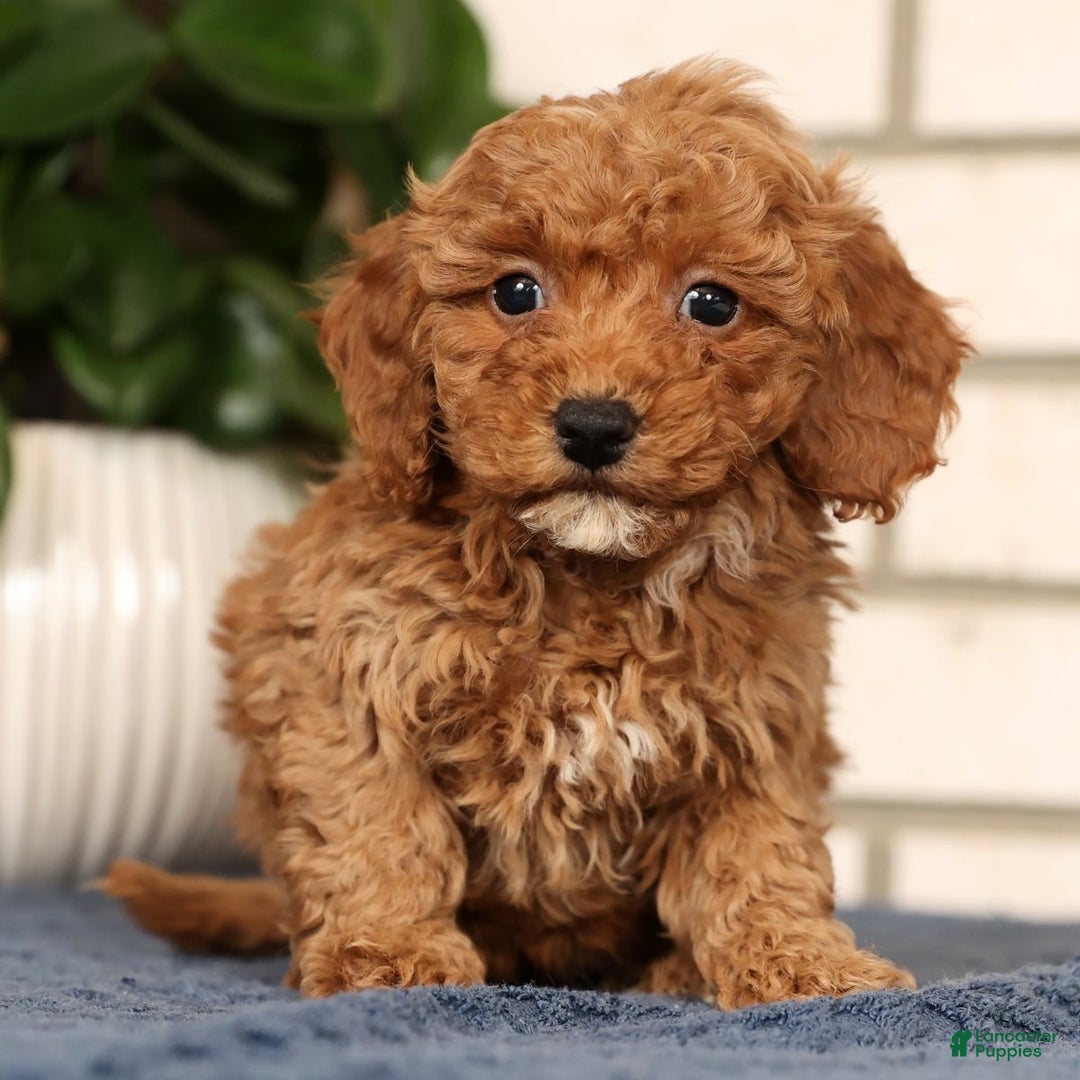 Bichpoo dogs for sale: Fiona - Ad 2