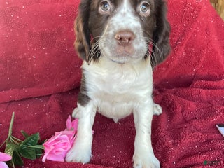 English Springer Spaniel dogs - Ad 13