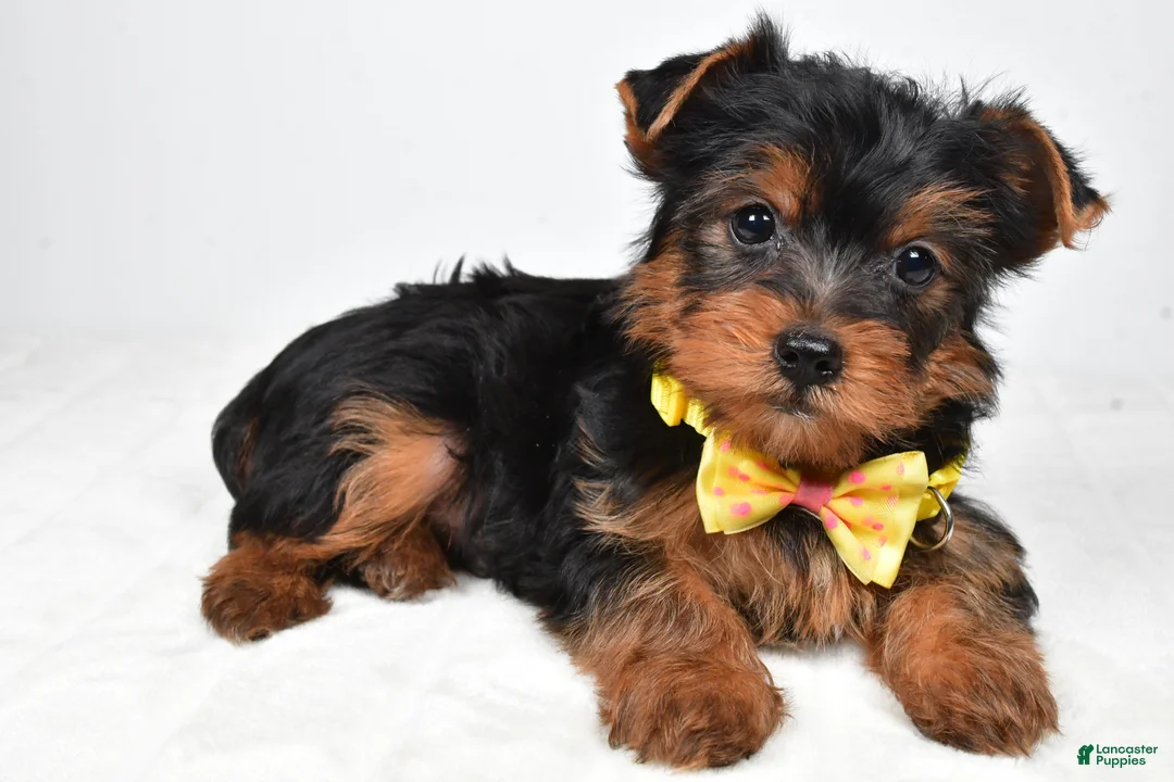 Yorkshire Terrier dogs for sale: Wyatt - Ad 1