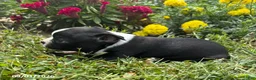 Boston Terrier dogs for sale: Hank - Ad 3
