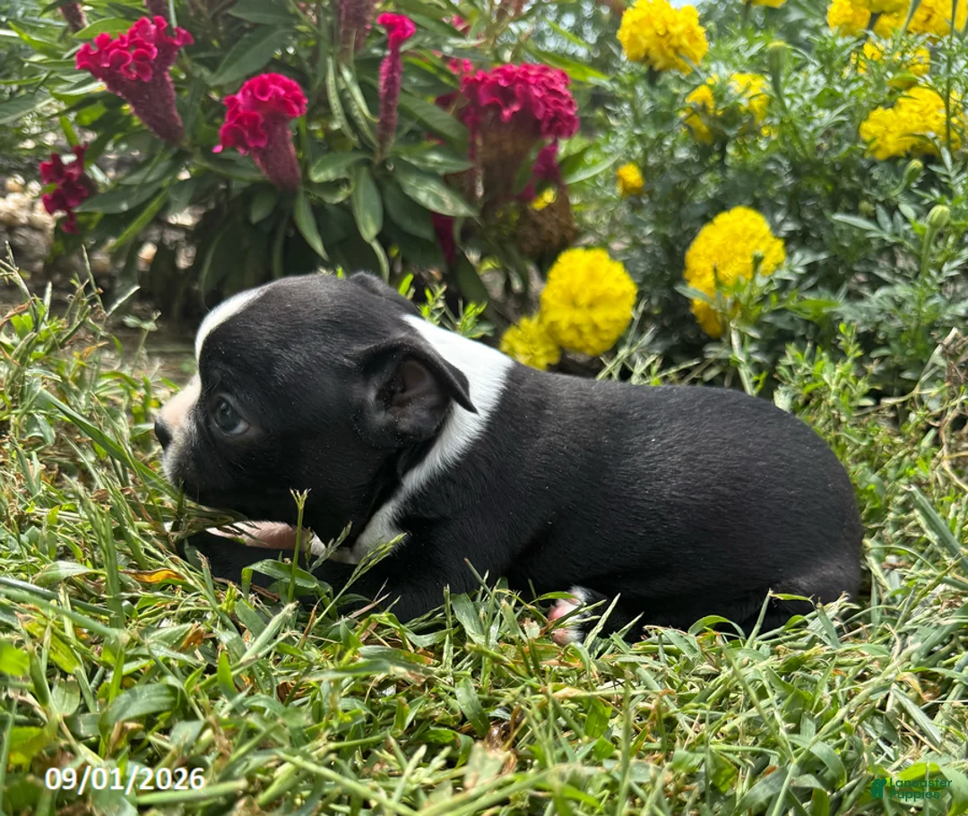 Boston Terrier dogs for sale: Hank - Ad 3
