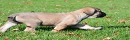 English Mastiff dogs for sale: Luna - Ad 10
