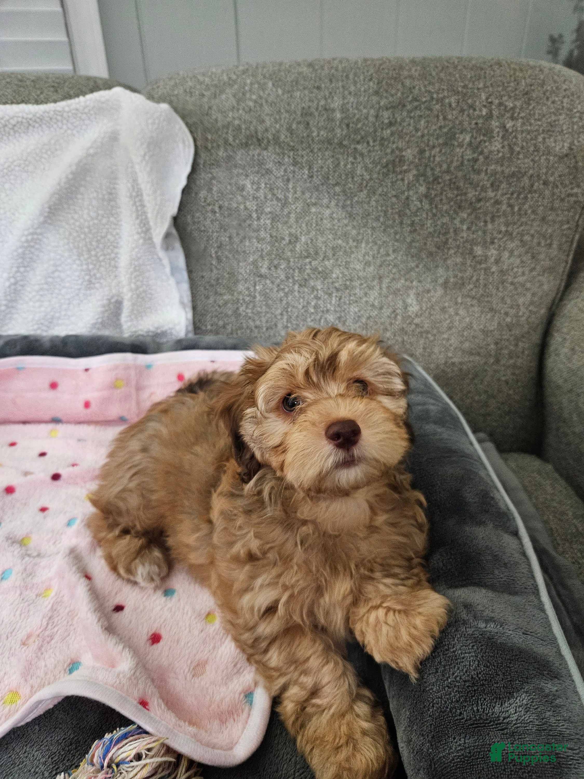Havapoo dogs for sale: Jordie - Ad 35