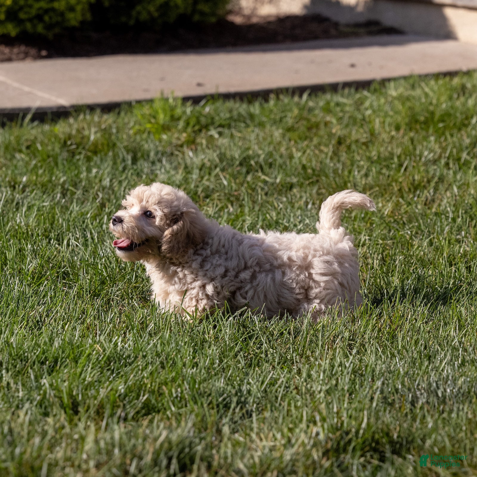 Bichpoo dogs Cricket - Ad 2
