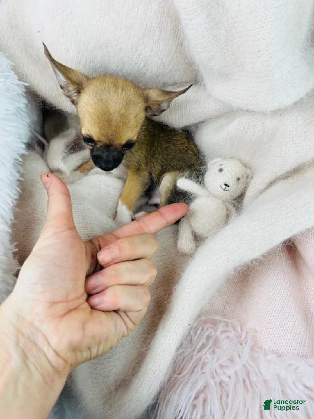 Chihuahua dogs for sale: Chihuahua Puppy 1 - Ad 1