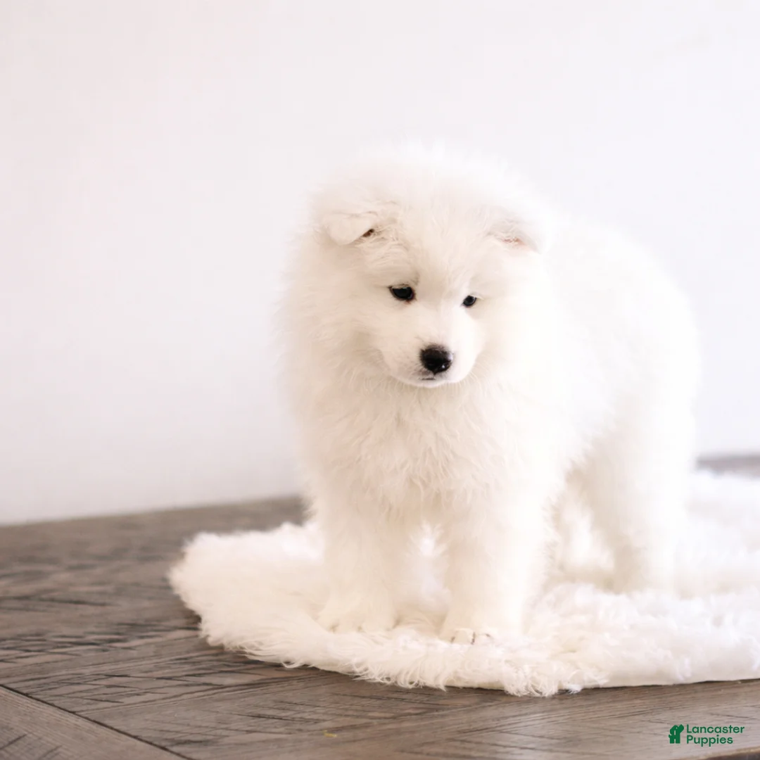 Samoyed dogs for sale: Sparki  - Ad 2