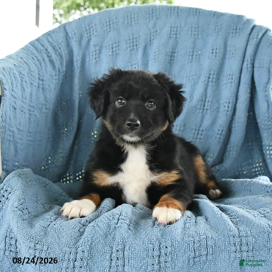 Miniature Australian Shepherd dogs Licorice  - Ad 1