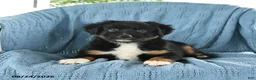 Miniature Australian Shepherd dogs for sale: Licorice  - Ad 1