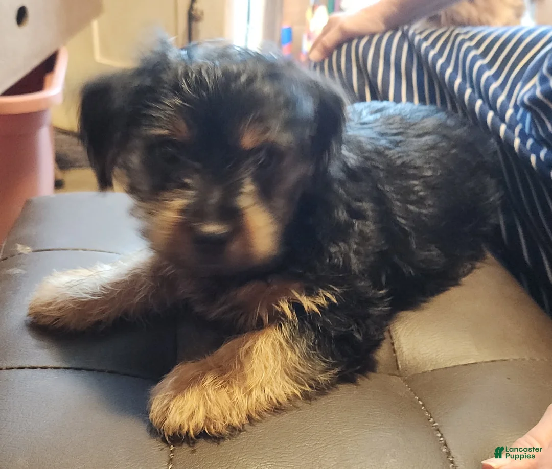 Yorkshire Terrier dogs for sale: Bluebell - Ad 3