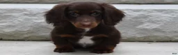 Miniature Dachshund dogs for sale: AKC Romeo - Ad 1