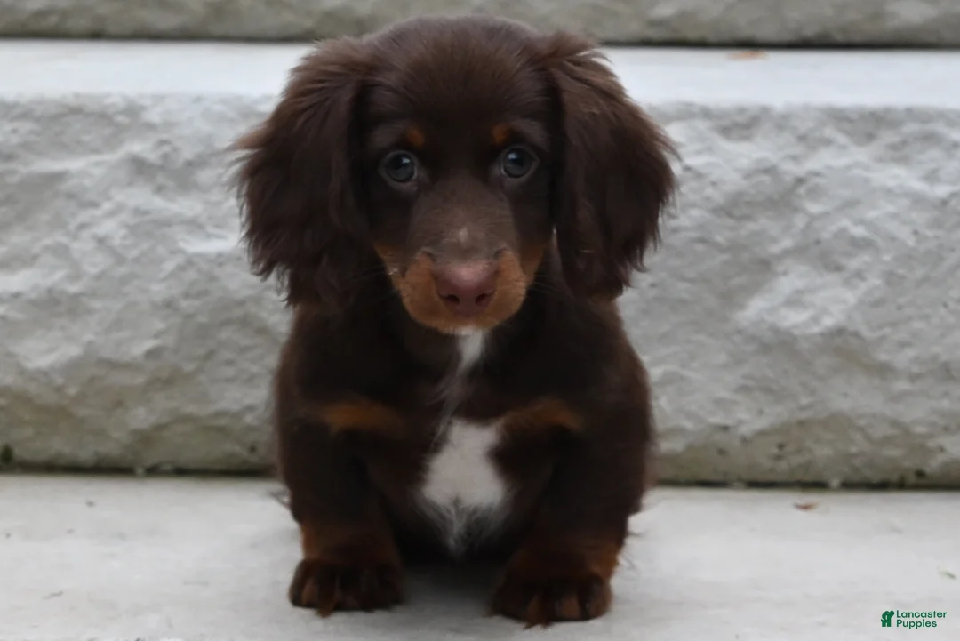 Miniature Dachshund dogs for sale: AKC Romeo - Ad 1